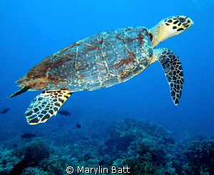 Hawksbill Turtle by Marylin Batt 